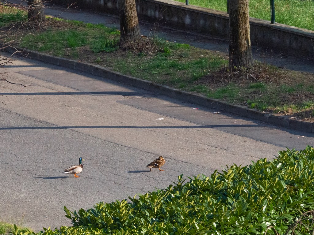 Quarantena con balcone vista&nbsp;realtà